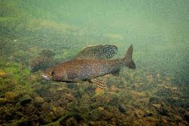 Image result for Thymallus thymallus