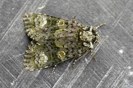 Attēlu rezultāti vaicājumam “Craniophora ligustri imago”