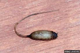 Attēlu rezultāti vaicājumam “Eristalis sp.”