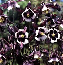 Attēlu rezultāti vaicājumam “Aquilegia vulgaris flower”