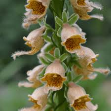 Image result for Digitalis ferruginea