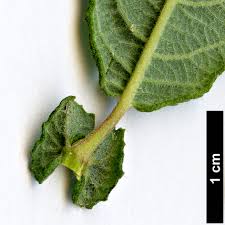 Attēlu rezultāti vaicājumam “Salix aurita”