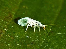 Attēlu rezultāti vaicājumam “Coniopterygidae”