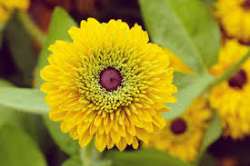 Image result for Rudbeckia Paradisio