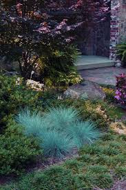 Attēlu rezultāti vaicājumam “Festuca polesica”