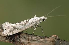 Attēlu rezultāti vaicājumam “Ypsolopha asperella”