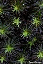 Attēlu rezultāti vaicājumam “Polytrichum strictum”