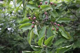 Attēlu rezultāti vaicājumam “Malus mandshurica”