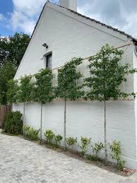 Image result for kaleien