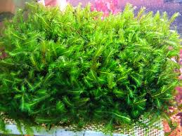 Attēlu rezultāti vaicājumam “Fissidens”