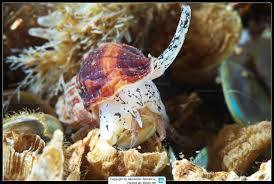 Image result for Buccinum undatum