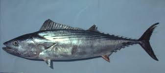 Image result for Sarda sarda