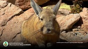 Image result for viscacha