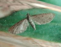 Attēlu rezultāti vaicājumam “Eupithecia satyrata”