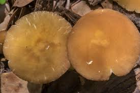 Attēlu rezultāti vaicājumam “Pluteus leoninus”