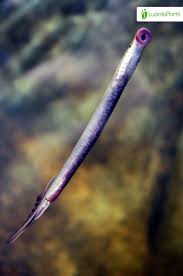 Image result for Lampetra fluviatilis