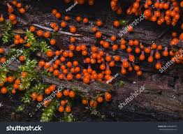 Attēlu rezultāti vaicājumam “Metatrichia sp.”