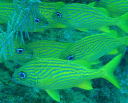 Image result for Haemulon flavolineatum