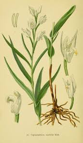 Attēlu rezultāti vaicājumam “Cephalanthera longifolia”