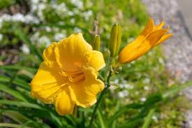 Attēlu rezultāti vaicājumam “Hemerocallis lilioasphodelus flower”