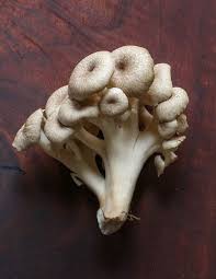 Attēlu rezultāti vaicājumam “Polyporus umbellatus”