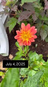 Attēlu rezultāti vaicājumam “Sedum sexangulare flower”