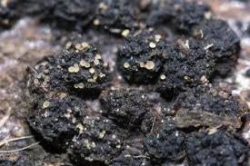 Attēlu rezultāti vaicājumam “Hyalorbilia inflatula”