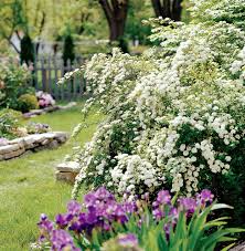 Attēlu rezultāti vaicājumam “Spiraea”