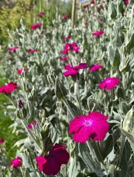 Image result for Lychnis coronaria