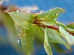 Attēlu rezultāti vaicājumam “Mnium marginatum”