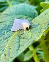 Attēlu rezultāti vaicājumam “Spilosoma sp.”