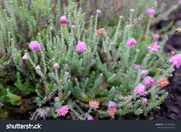 Attēlu rezultāti vaicājumam “Erica tetralix leaf”