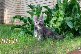 Image result for site:buyreklama.ru/*