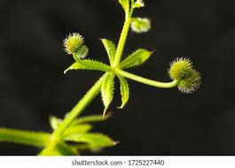 Attēlu rezultāti vaicājumam “Galium aparine fruit”
