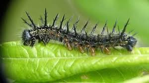 Attēlu rezultāti vaicājumam “Nymphalis xanthomelas larva”