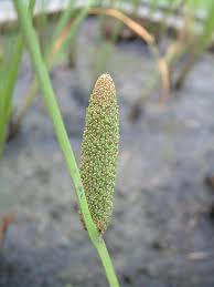 Attēlu rezultāti vaicājumam “Acorus calamus”