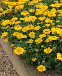 Image result for Gaillardia