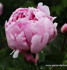 Image result for Pfingstrose