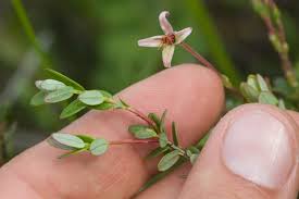 Attēlu rezultāti vaicājumam “Oxycoccus flower”