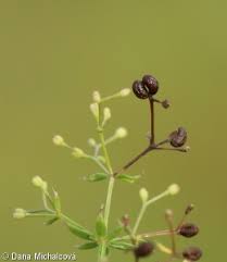 Attēlu rezultāti vaicājumam “Galium album leaf”