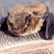 Attēlu rezultāti vaicājumam “Pipistrellus nathusii”