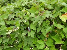 Attēlu rezultāti vaicājumam “Ampelopsis glandulosa var. brevipedunculata”