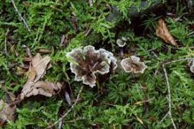 Attēlu rezultāti vaicājumam “Thelephora terrestris”