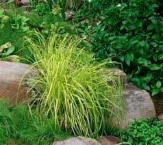 Attēlu rezultāti vaicājumam “Carex elata flower”