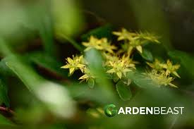 Attēlu rezultāti vaicājumam “Sedum aizoon”