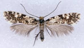 Attēlu rezultāti vaicājumam “Nemapogon cloacella”