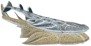 Image result for Squatina squatina