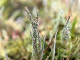 Attēlu rezultāti vaicājumam “Cladonia squamosa”