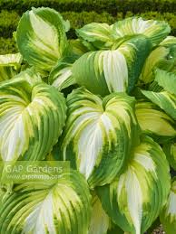 Image result for Hosta Warpaint