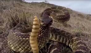 Attēlu rezultāti vaicājumam “Serpentes”